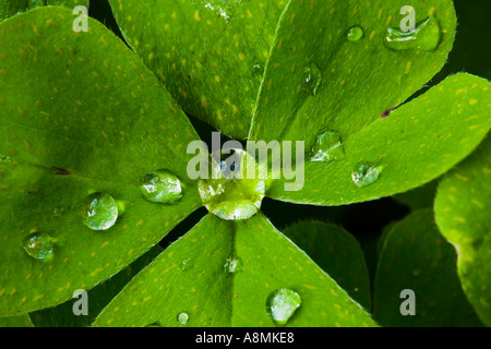 Tröpfchen des Regens auf den Blättern Stockfoto