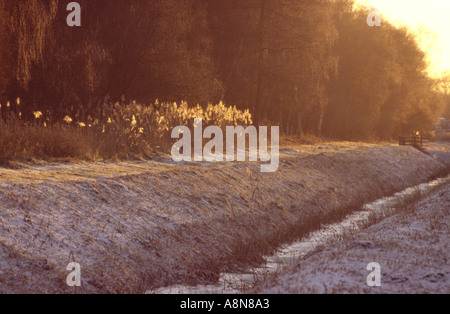 Holme Fen National Nature Reserve Cambridgeshire England Stockfoto