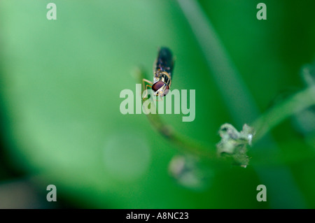 Hoverfly auf Rasen Stockfoto