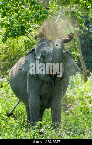 Indischer Elefant (Elephas Maximus) unter dem Staub baden Kaziranga Nationalpark Indien Stockfoto