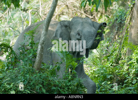 Kaziranga Nationalpark Indien indischer Elefant (Elephas Maximus) Stockfoto