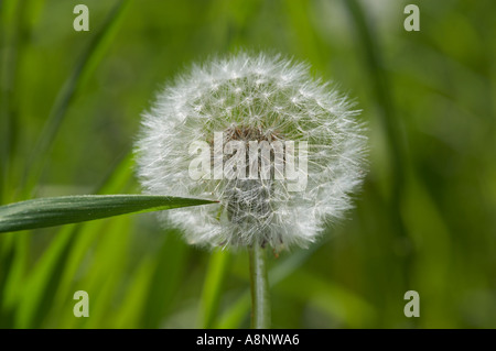 Löwenzahn Seedhead (Taraxacum Officinale) mit reifen Samen, einen Garten in Wales, UK Stockfoto