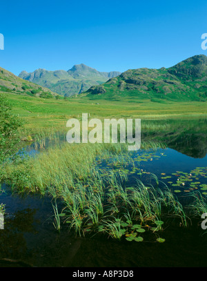 Langdale Pikes gesehen über Blea Tarn, oben Langdale, Nationalpark Lake District, Cumbria, England, UK. Stockfoto