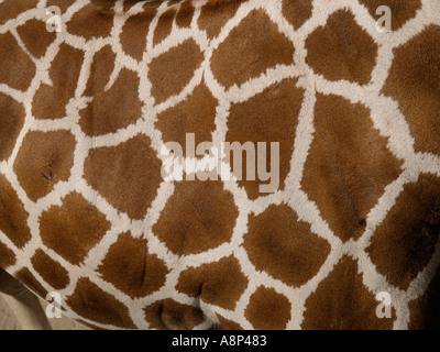 Muster von Linien und Flecken auf eine Giraffe ausblenden Haut Haare Stockfoto