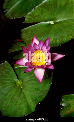 Einzelne Magenta Seerose mit gelb Orange Center Stockfoto