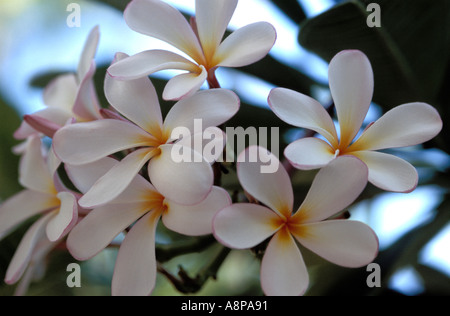 Weiße und gelbe Baum Flora in Hawaii USA Stockfoto