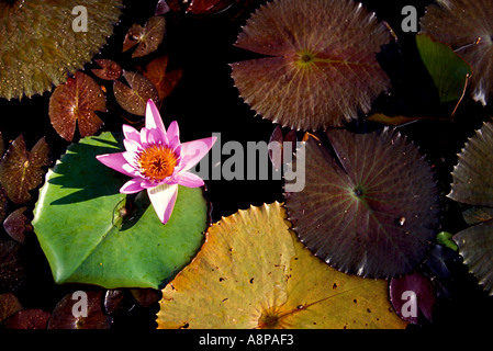 Rosa Seerose in Hana Hawaii USA Stockfoto