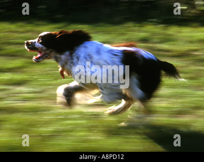 Hund-Englisch Springer Spaniel-laufen Stockfoto