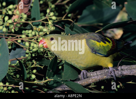 Regent Papagei Polytelis Anthopeplus weibliche fotografiert in Victoria Australien Stockfoto