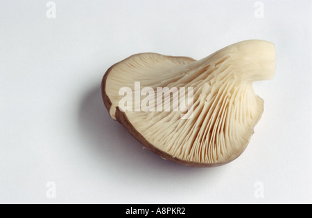 Nahaufnahme von einem einzigen Austernpilz Stockfoto
