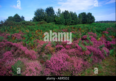 Lila Blüten von Glockenheide, Erica cinerea, blühend auf Dunwich Heath, Suffolk, England, UK Stockfoto