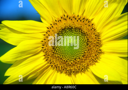 Sonnenblumenblüten Sonnenblumenkerne Sonnenblumenkerkopf Nahaufnahme der gelben Blume und Samen, Suffolk, Großbritannien Stockfoto