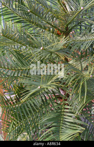 Die einst seltene, bedrohte und gelistete Wollemi Pine blüht jetzt Stockfoto
