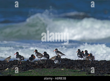 Austernfischer Steinwälzer Schlafplatz am Ufer Lindisfarne Northumberland UK Stockfoto