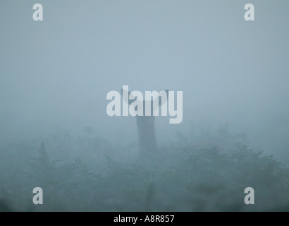 Rothirsch Cervus Elaphus Hind im frühen Morgennebel UK Stockfoto