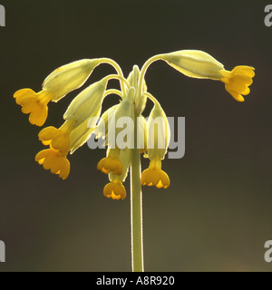 Schlüsselblume Primula veris Stockfoto