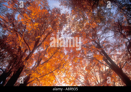 Herbstfärbung fallen Farben Woodland in Abendsonne England UK GB Vereinigtes Königreich Großbritannien Stockfoto
