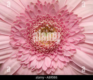 Chrysantheme hautnah Stockfoto