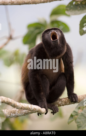 Schwarzen Jaguaren Brüllaffen Alouatta Paliatta heulen Soberiana NP Panama Stockfoto