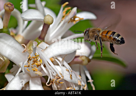 Europäische Honigbiene Apis Mellifera schwebt in der Nähe von Zitrone Baum Blüte Sydney Australia Stockfoto