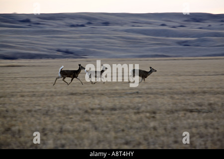 Weiß - angebundene Rotwild läuft durch ein Feld von Saskatchewan Stockfoto