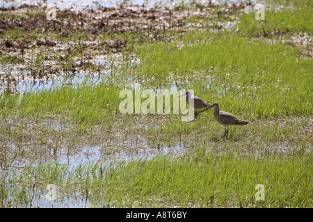 Zwei marmorierten Godwits Gebiet überflutet Saskatchewan Stockfoto