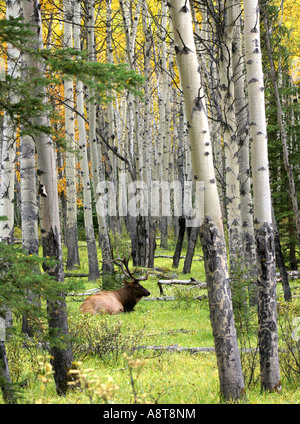 Majestätische Bull Elk schlafen aber wachsam im Herbst Aspen Baum Hain Stockfoto