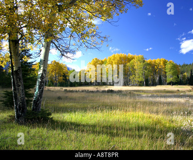 Herbst Bergwiese, Jasper Nationalpark, Kanada, gelb, Aspen, Rasen, Bäume, blauer Himmel, Sonne Stockfoto