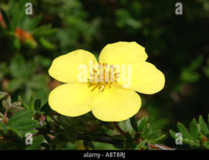 Eine gelbe strauchige Potentilla, Wildblumen - Familie der Rosengewächse Stockfoto