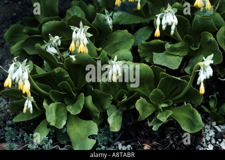 Palinuri Primel, Palinuro Primel (Primula Palinuri), blühende Pflanzen Stockfoto