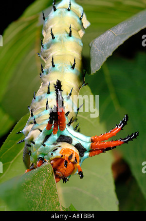 Citheronia Regalis Caterpillar Hickory gehörnten Teufel 5 Zoll lang Stockfoto