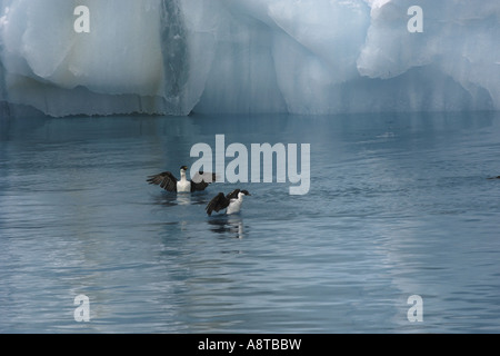 Gletscher in Drygalski Fjord, Antarktis, Suedgeorgien Stockfoto