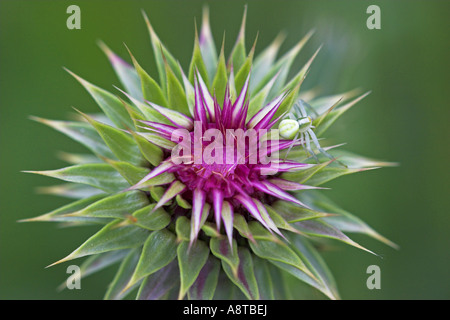 Goldrute Krabbenspinne (Misumena Vatia), auf nicken Distel (Blütenstandsboden Nutans), Österreich, Burgenland, NP Neusiedler sehen Stockfoto