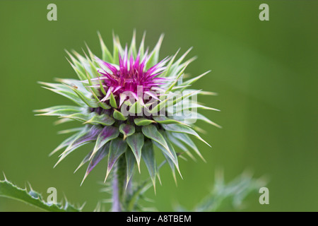 Nickende Distel, nickenden Distel (Blütenstandsboden Nutans), Kopf (Blütenstand), Österreich, Burgenland, NP Neusiedler sehen Stockfoto