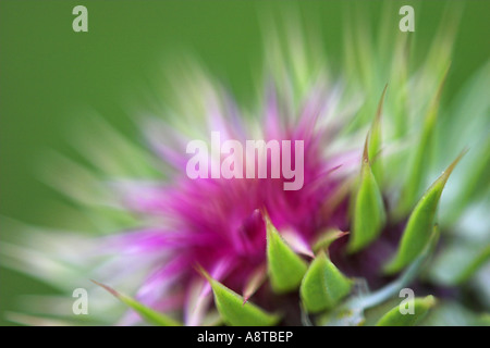 Nickende Distel, nickenden Distel (Blütenstandsboden Nutans), Kopf (Blütenstand), Österreich, Burgenland, NP Neusiedler sehen Stockfoto