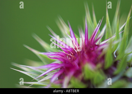 Nickende Distel, nickenden Distel (Blütenstandsboden Nutans), Kopf (Blütenstand), Österreich, Burgenland, NP Neusiedler sehen Stockfoto