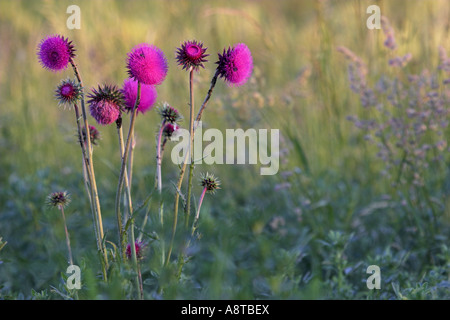 Nickende Distel, nickenden Distel (Blütenstandsboden Nutans), mehrere Blütenstände, Österreich, Burgenland, NP Neusiedler See Stockfoto