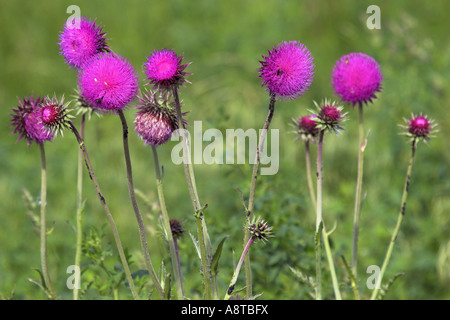 Nickende Distel, nickenden Distel (Blütenstandsboden Nutans), Gruppe, Österreich, Burgenland, NP Neusiedler See Stockfoto