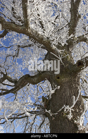 Eiche (Quercus spec.), Eiche mit Raureif, Deutschland Stockfoto