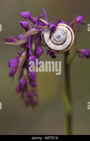 weiße Heide Schnecke (Helicella Obvia, Xerolenta Obvia) auf Gymnadenia Conopsea, Deutschland, Baden-Württemberg Stockfoto