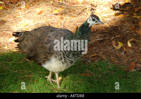 Solche aus Holz in Harcourt Arboretum Oxfordshire UK Vereinigtes Königreich England Großbritannien Stockfoto