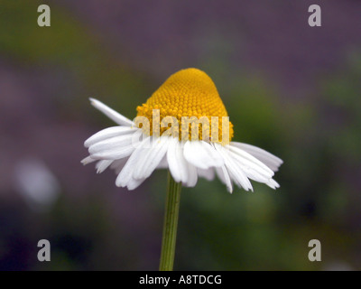 duftende Mayweed, deutsche Kamille, deutsche Mayweed (Matricaria Chamomilla, Matricaria Recutita), Blütenstand Stockfoto