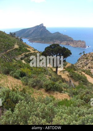 Steineiche, immergrünen Eichen (Quercus Ilex), Baum im Bereich des ehemaligen Kloster La Trapa mit Blick auf die Insel-Dragoner Stockfoto