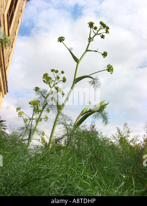 Afrikanische Ammoniacum (Ferula Communis), blühende Pflanzen, Spanien, Mallorca Stockfoto