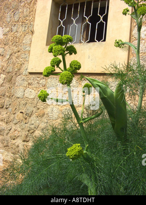 Afrikanische Ammoniacum (Ferula Communis), blühende Pflanzen, Spanien, Mallorca Stockfoto