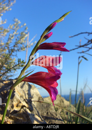 Wilde Gladiole (Gladiolus Illyricus), Blütenstand, Spanien, Mallorca Stockfoto