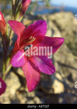 Wilde Gladiole (Gladiolus Illyricus), einzelne Blüte, Spanien, Mallorca Stockfoto