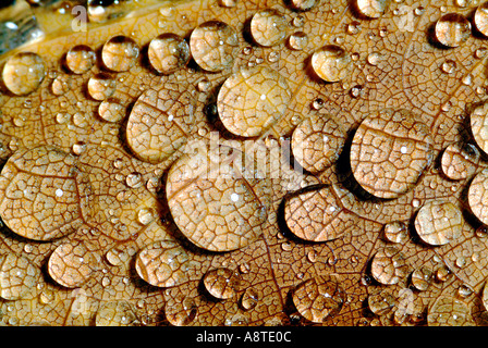 Wassertropfen auf Blatt Stockfoto