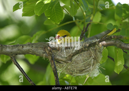 Pirol (Oriolus Oriolus), Zucht-Weibchen in das Nest, Bulgarien Stockfoto