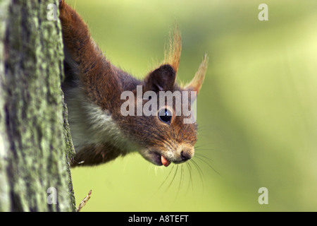 Europäische Eichhörnchen, eurasische Eichhörnchen (Sciurus Vulgaris), am Stamm, Deutschland, Baden-Württemberg Stockfoto